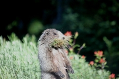 Marmota caligata
