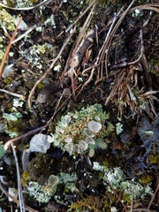 Cladonia chlorophaea