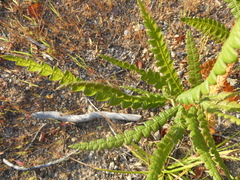 Comptonia peregrina