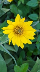 Helianthus mollis