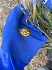 Gomphocarpus fruticosus