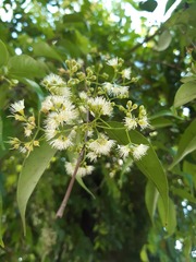 Syzygium cumini