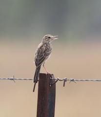 Anthus australis