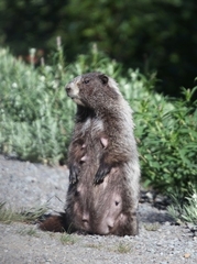 Marmota caligata