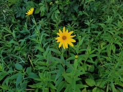 Helianthus strumosus