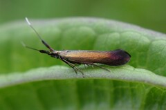 Coleophora