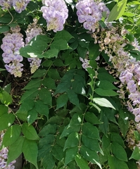 Wisteria