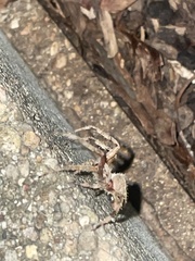 Araneinae