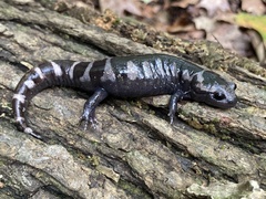 Ambystoma opacum