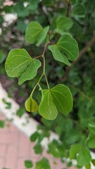 Bauhinia lunarioides