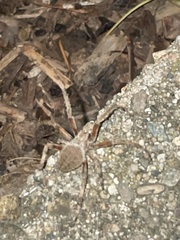 Araneinae