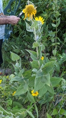 Helianthus mollis