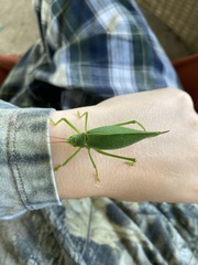 Pterophylla camellifolia