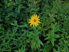 Helianthus strumosus