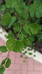 Bauhinia lunarioides