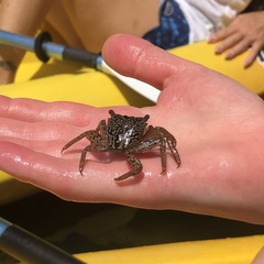 Aratus pisonii