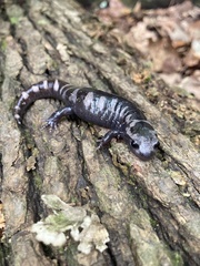 Ambystoma opacum