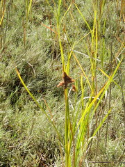 Bolboschoenus maritimus