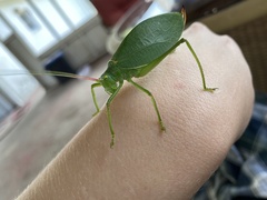 Pterophylla camellifolia