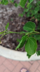 Bauhinia lunarioides