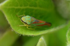Graphocephala