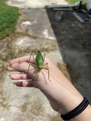 Pterophylla camellifolia
