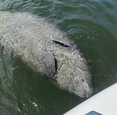 Trichechus manatus