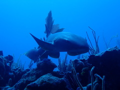 Ginglymostoma cirratum