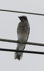 Coracina novaehollandiae