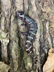 Ambystoma opacum