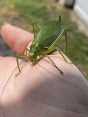 Pterophylla camellifolia