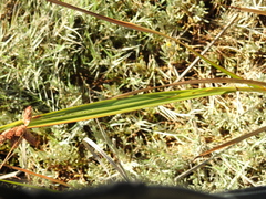 Bolboschoenus maritimus