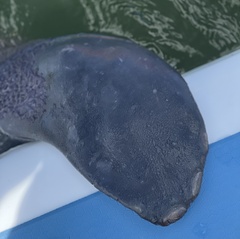Trichechus manatus
