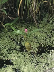 Persicaria amphibia