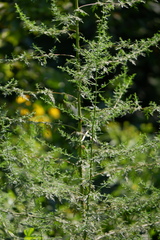 Artemisia annua