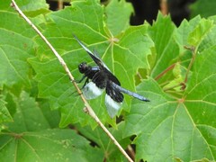 Libellula luctuosa