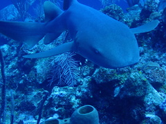 Ginglymostoma cirratum