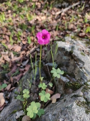 Oxalis arenaria