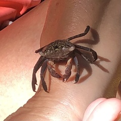 Aratus pisonii