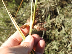 Bolboschoenus maritimus