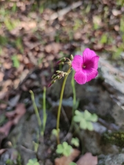 Oxalis arenaria
