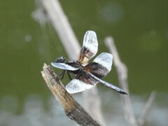 Libellula luctuosa