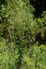 Artemisia annua