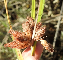 Bolboschoenus maritimus