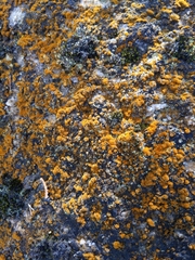 Xanthoria