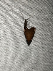 Pyrausta bicoloralis