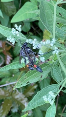 Ammophila procera