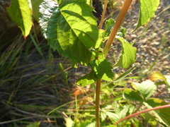 Aralia hispida