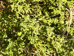 Baccharis pilularis