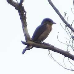 Pachyramphus validus